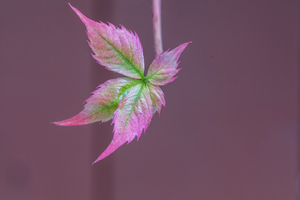a pink and green leaf on a stem