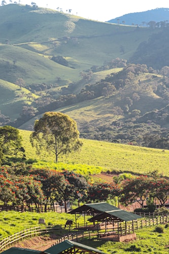 Rolling green hills stretch into the distance under a clear sky. A large tree stands prominently in the foreground, surrounded by vibrant, flowering trees with red blossoms. In the lower section, a fenced area contains a sheltered structure, with horses grazing nearby. The landscape conveys a peaceful and pastoral scene, evoking a sense of tranquility.