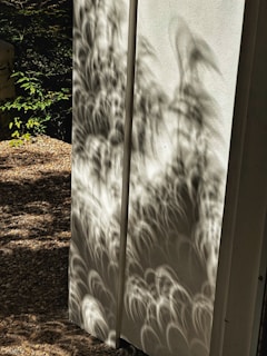 Soft shadows cast on a white wall with a single green plant in the corner.