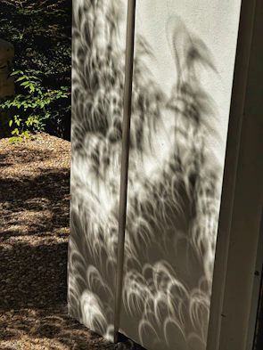 Close-up of a delicate plant shadow cast on a white wall.