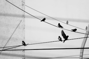 Several birds are perched on utility wires against a monochrome background, with one bird captured in mid-flight. Shadows of the birds are cast on the white wall behind them, creating a pattern of silhouettes.