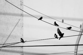 Several birds are perched on utility wires against a monochrome background, with one bird captured in mid-flight. Shadows of the birds are cast on the white wall behind them, creating a pattern of silhouettes.