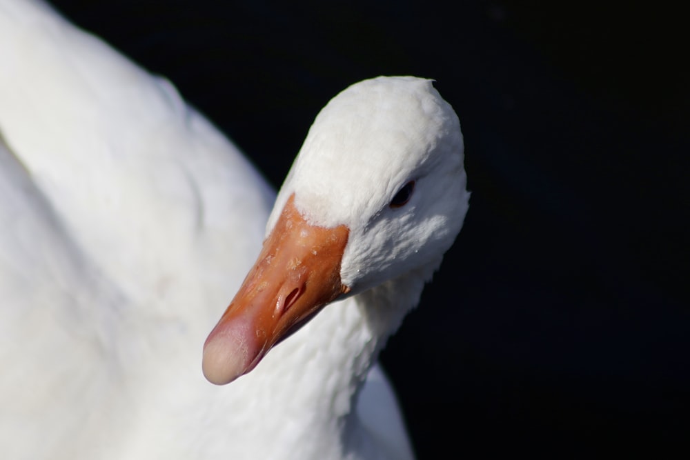 a close up of a white swan with a red beak