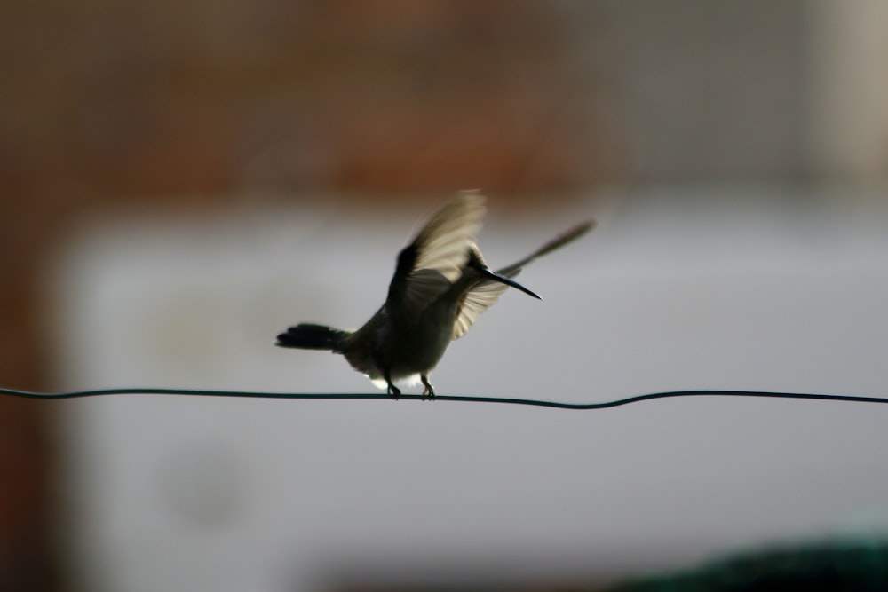 a small bird is sitting on a wire