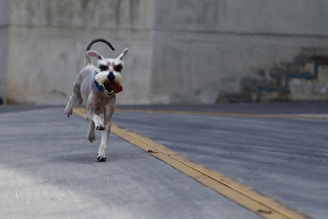A small, energetic dog with a short coat is running joyfully on a paved road. The background features a blurred concrete wall and steps, highlighting the focus on the dog in the foreground. Its ears are perked, and it has a playful expression.