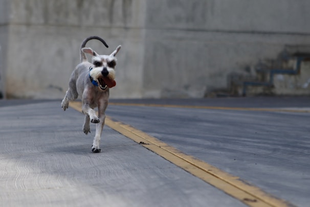 A small, energetic dog with a short coat is running joyfully on a paved road. The background features a blurred concrete wall and steps, highlighting the focus on the dog in the foreground. Its ears are perked, and it has a playful expression.