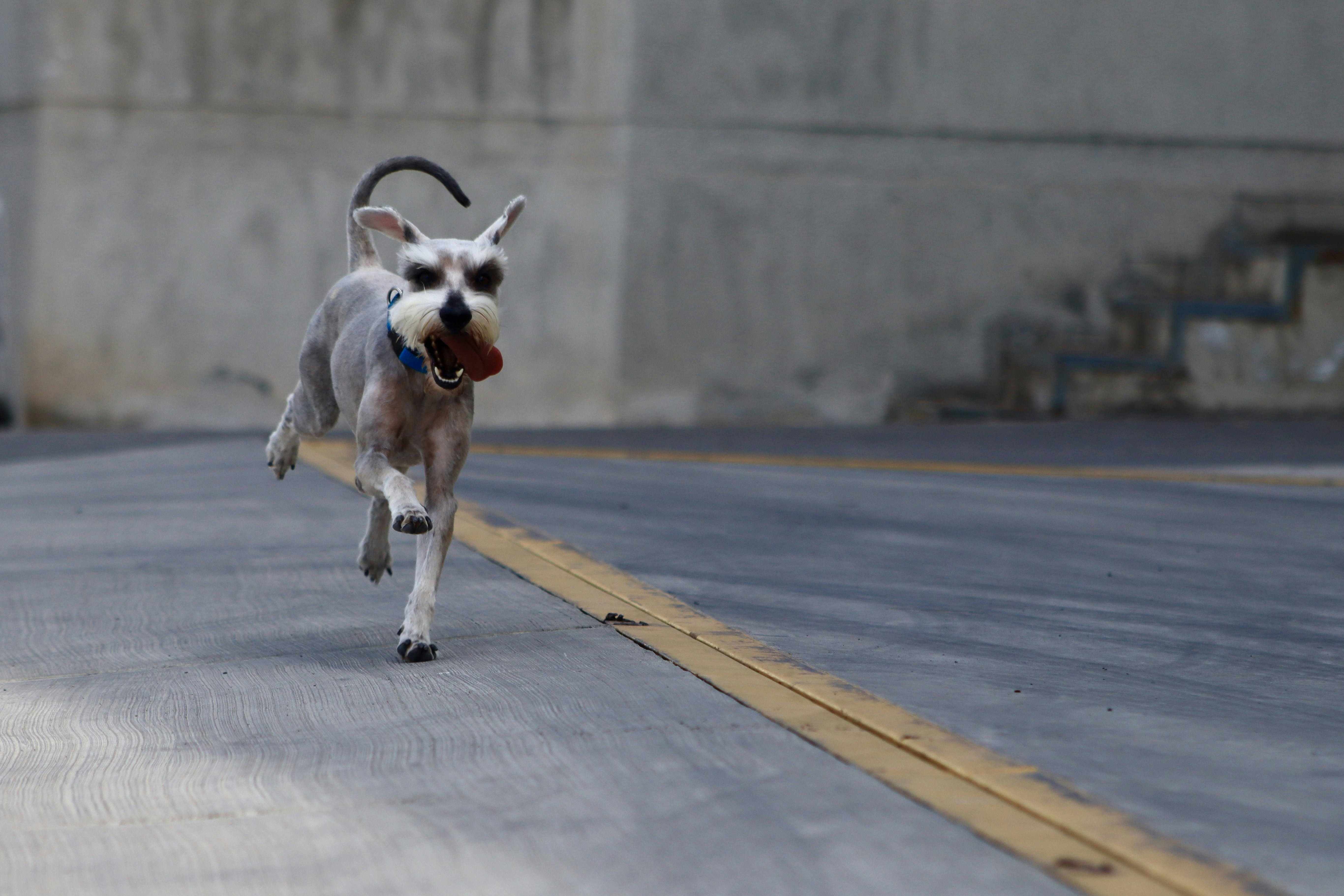 a dog running down the street with a ball in its mouth