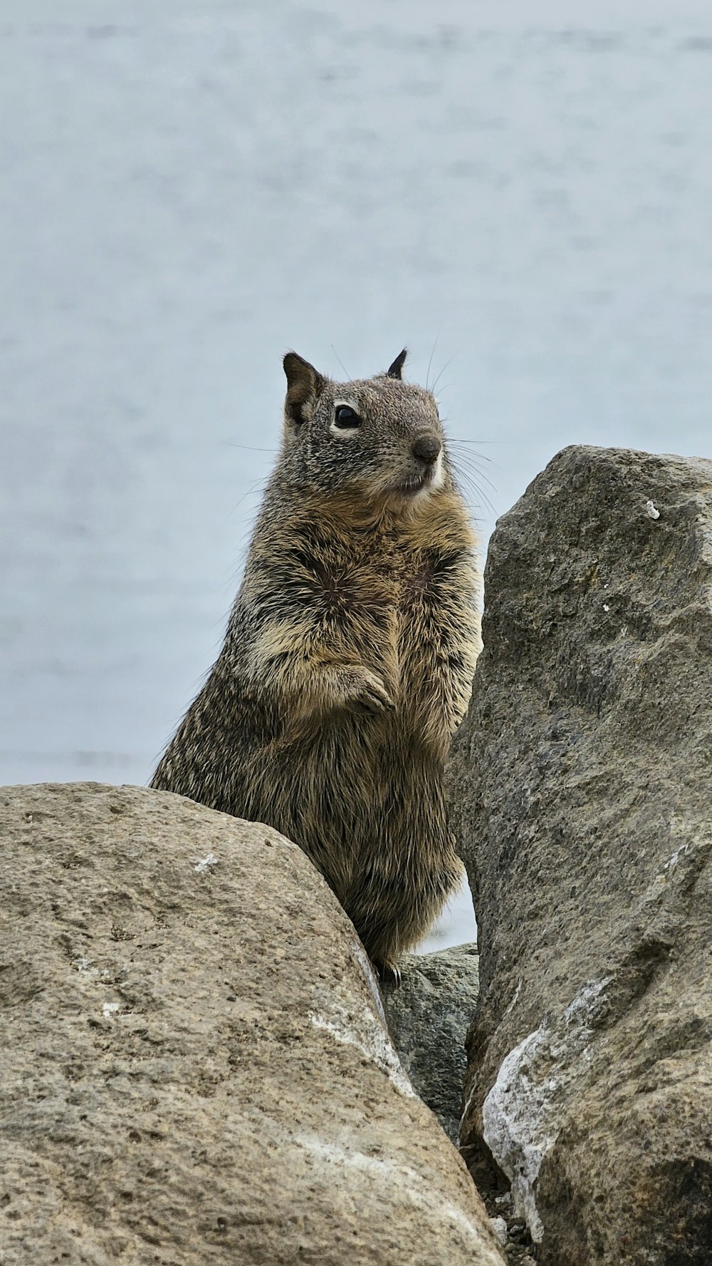 a groundhog standing on its hind legs on top of a rock