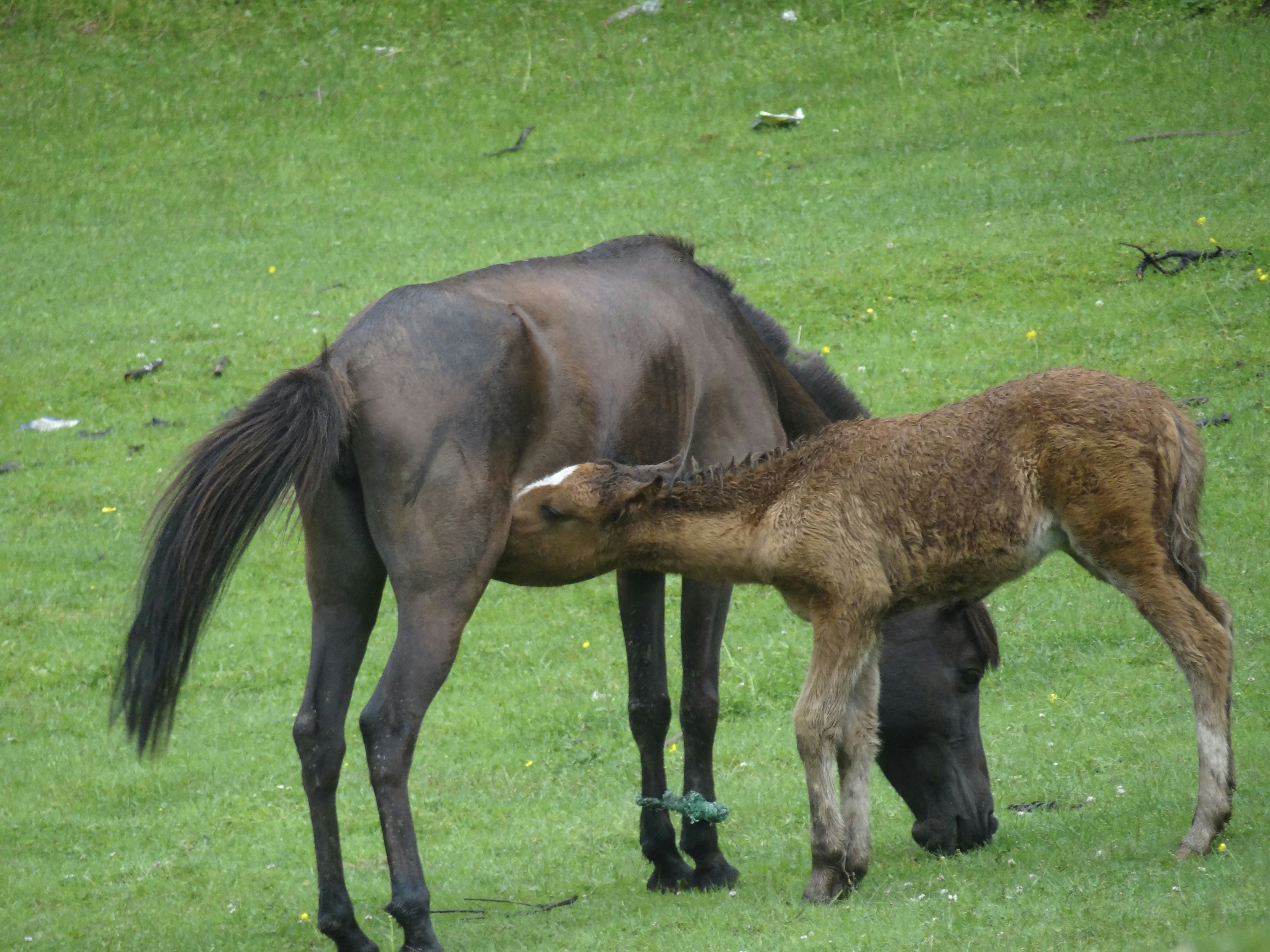 Photo by shahidwani787