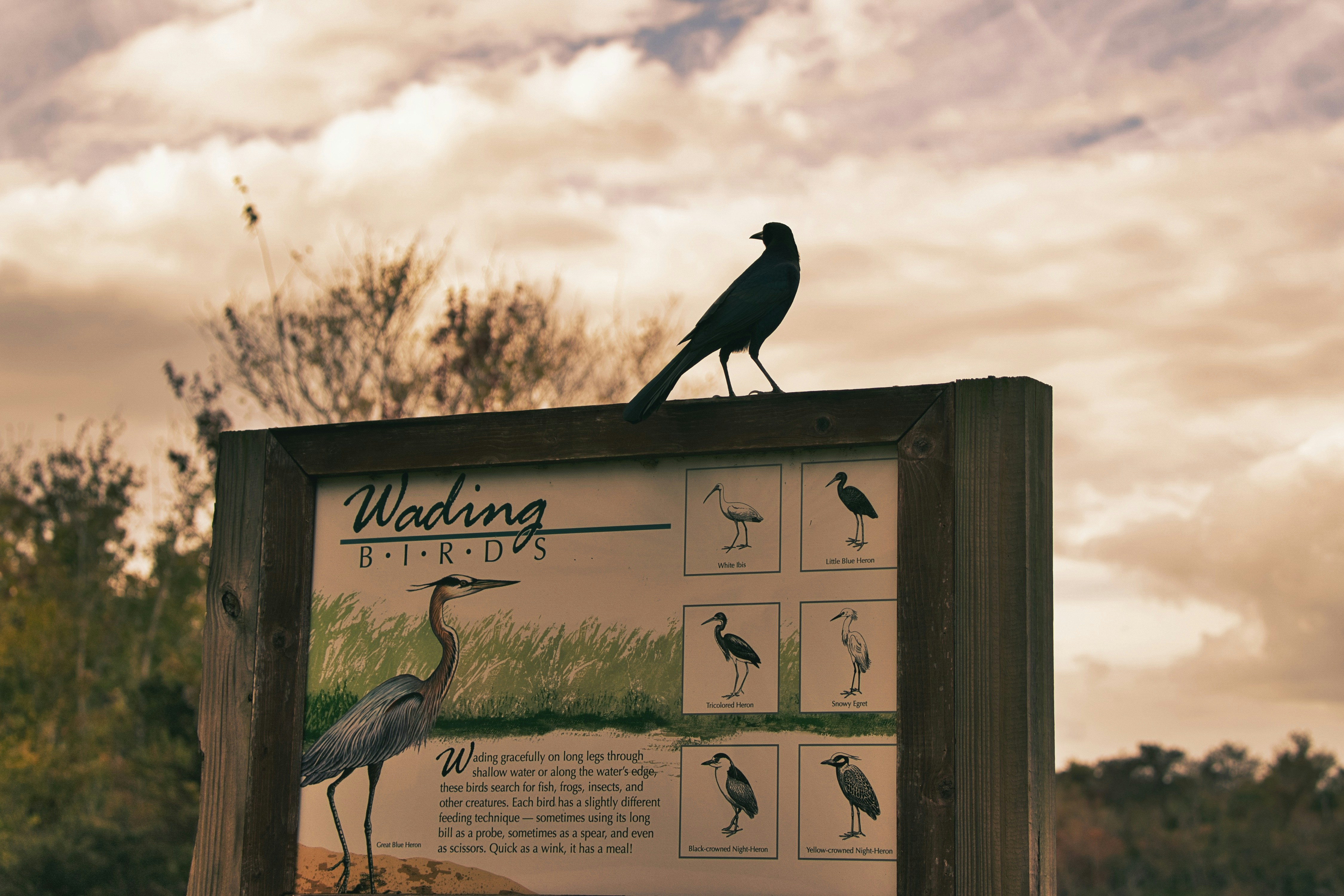 a sign with a bird sitting on top of it