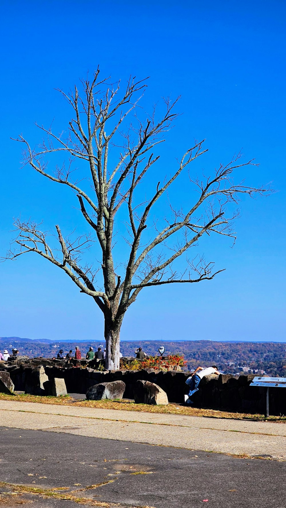 a tree with no leaves in the middle of a parking lot