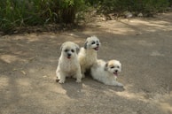 A group of dogs sitting happily around the Woof Wagon, tails wagging after their chilly treats.