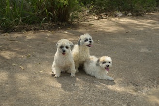 A group of dogs sitting happily around the Woof Wagon, tails wagging after their chilly treats.