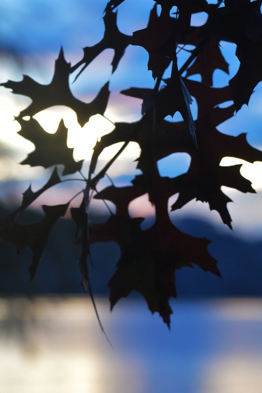 a close up of a leaf with the sun in the background