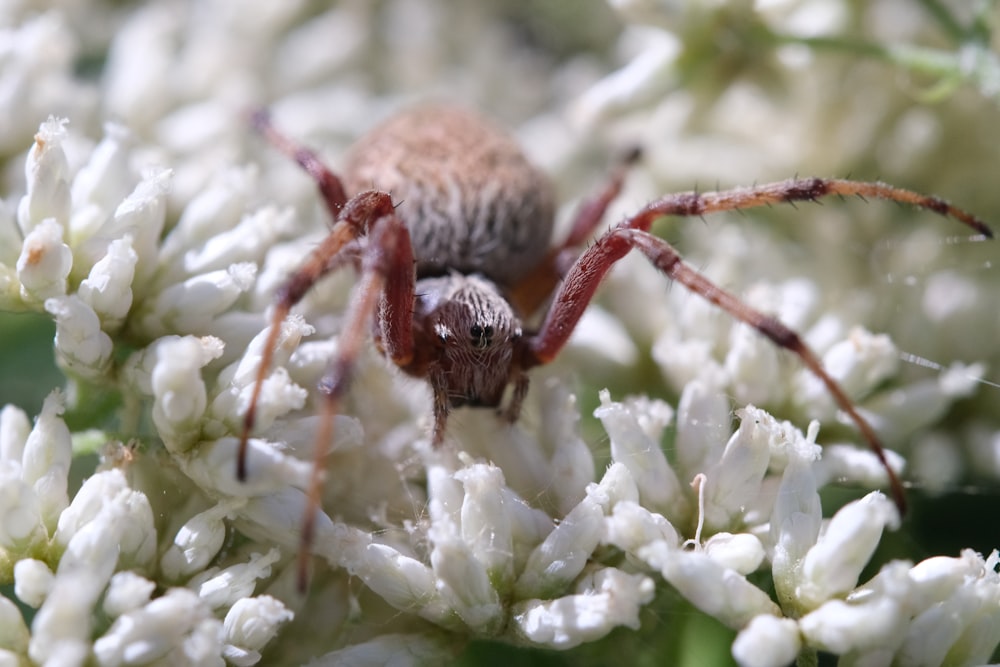 a close up of a spider on a flower