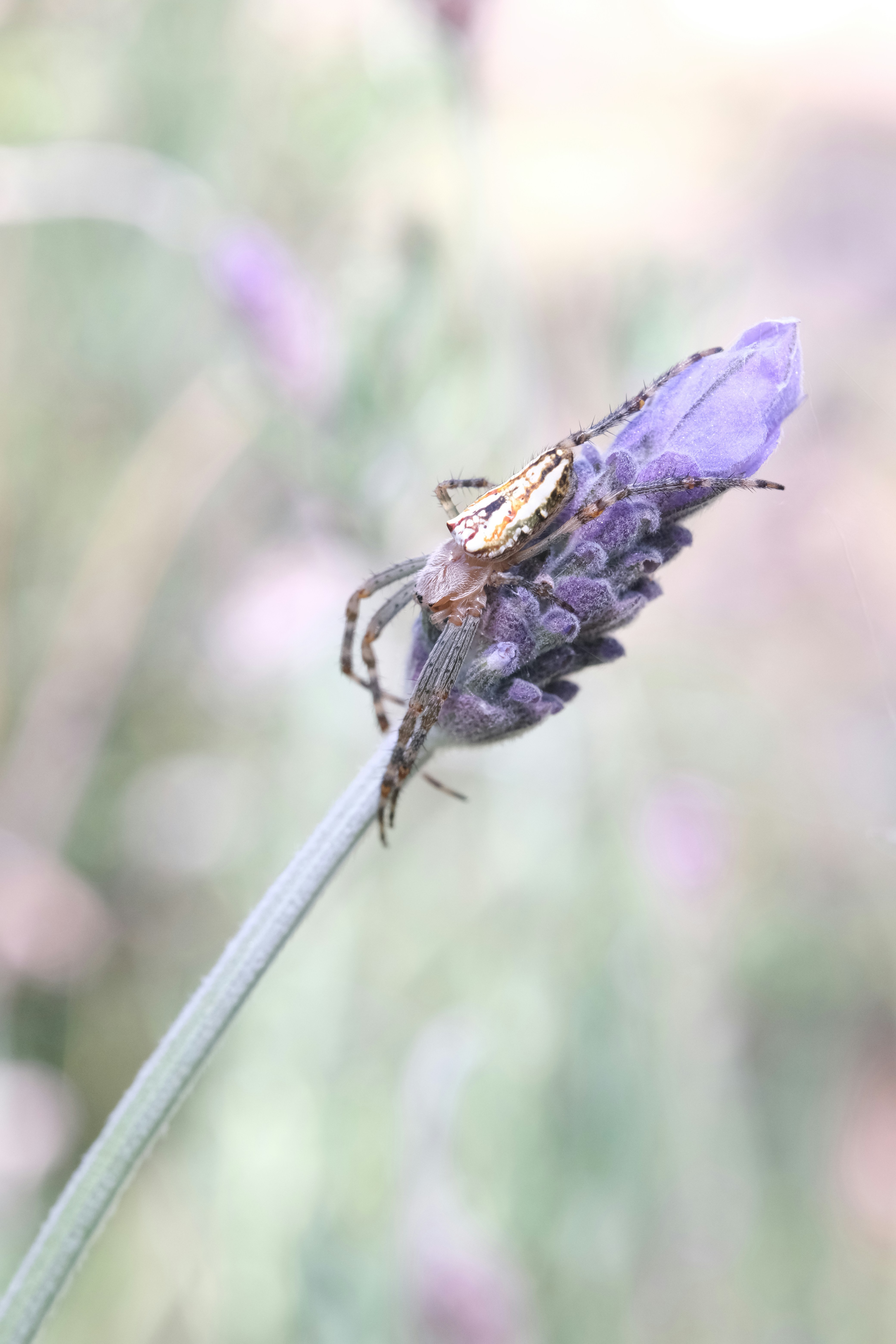A couple of bugs sitting on top of a purple flower photo – Free Insect ...