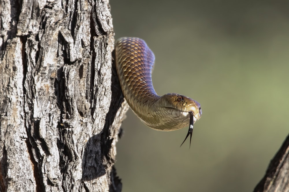 a brown snake with a fish in its mouth on a tree