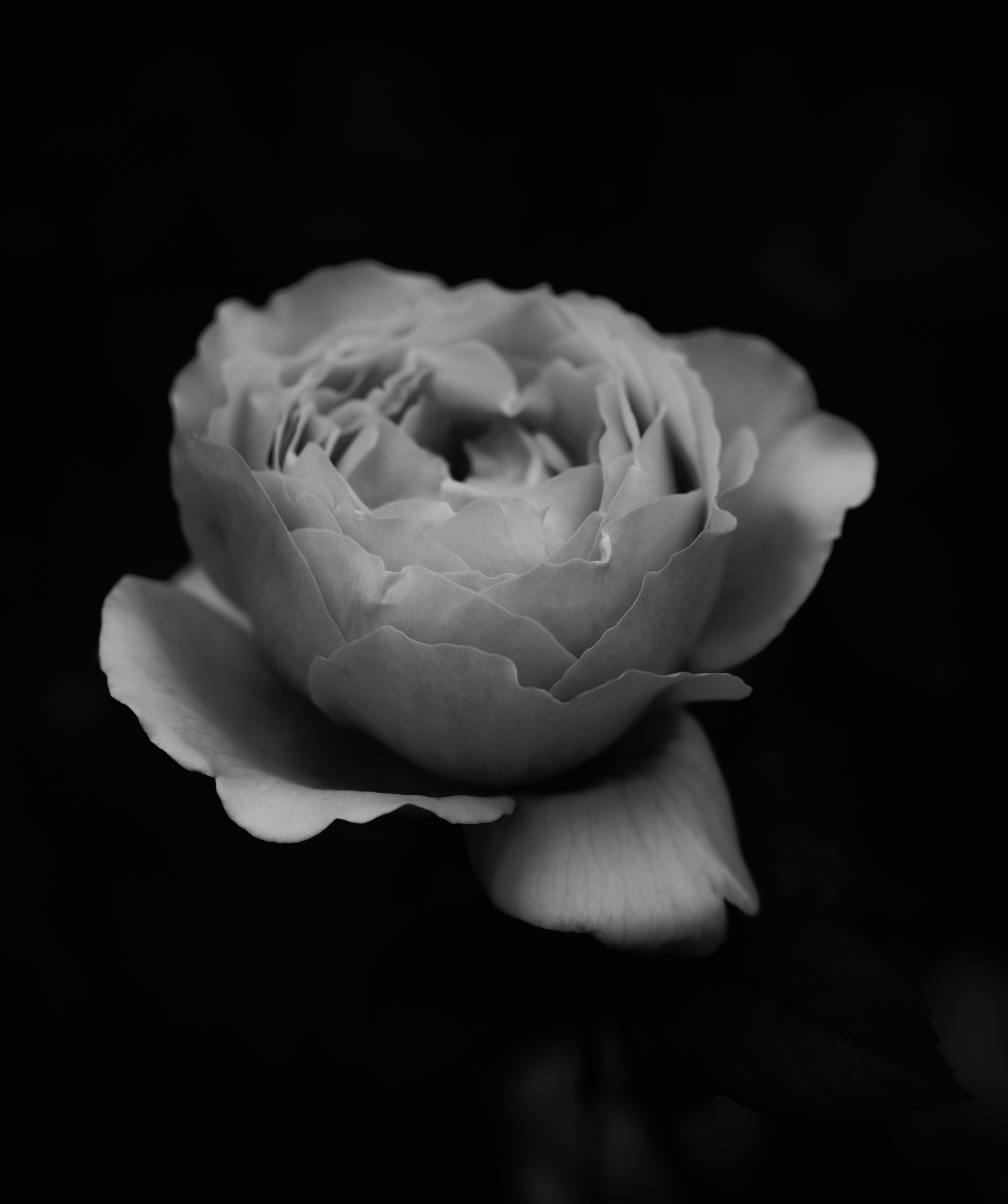 Book Your Appointment