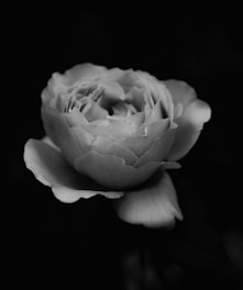 A delicate rose with intricately layered petals is captured in monochrome against a dark background. The soft texture and gentle curves of the petals are highlighted by contrast, creating a sense of depth and elegance.