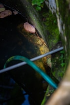 A partially submerged area with greenish moss covering the concrete or stone surface. A brown, dry leaf rests against the wall, while a green garden hose drapes across the scene. There is a subtle reflection of light in the water.