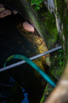 A partially submerged area with greenish moss covering the concrete or stone surface. A brown, dry leaf rests against the wall, while a green garden hose drapes across the scene. There is a subtle reflection of light in the water.