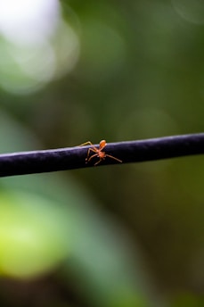 A small, orange ant is seen walking on a black cable or wire. The background consists of blurred, green and light yellow bokeh, suggesting an outdoor setting, likely a garden or forest.