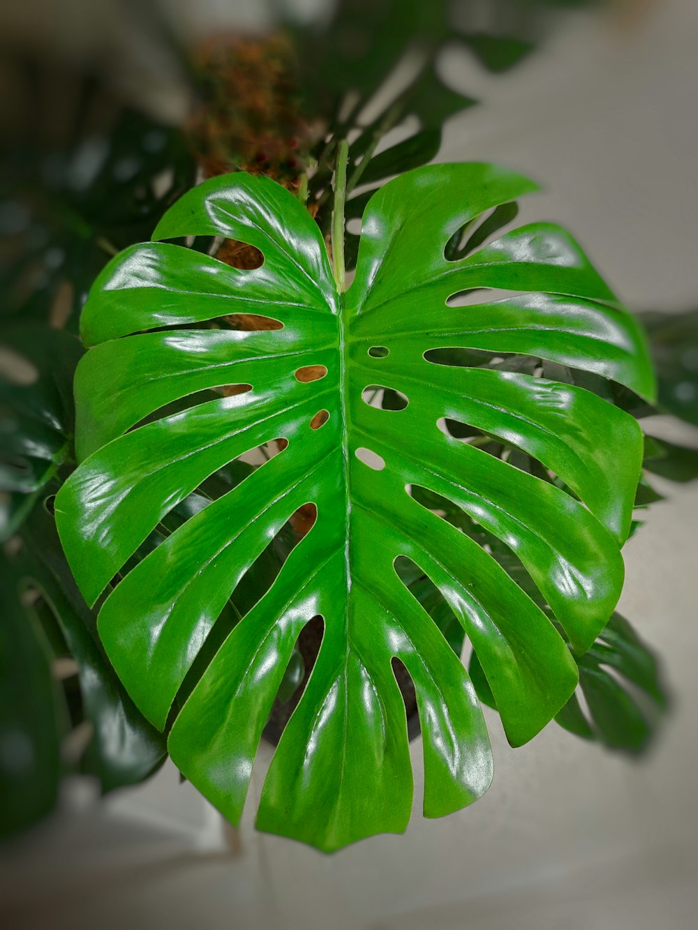 a close up of a green leaf on a plant