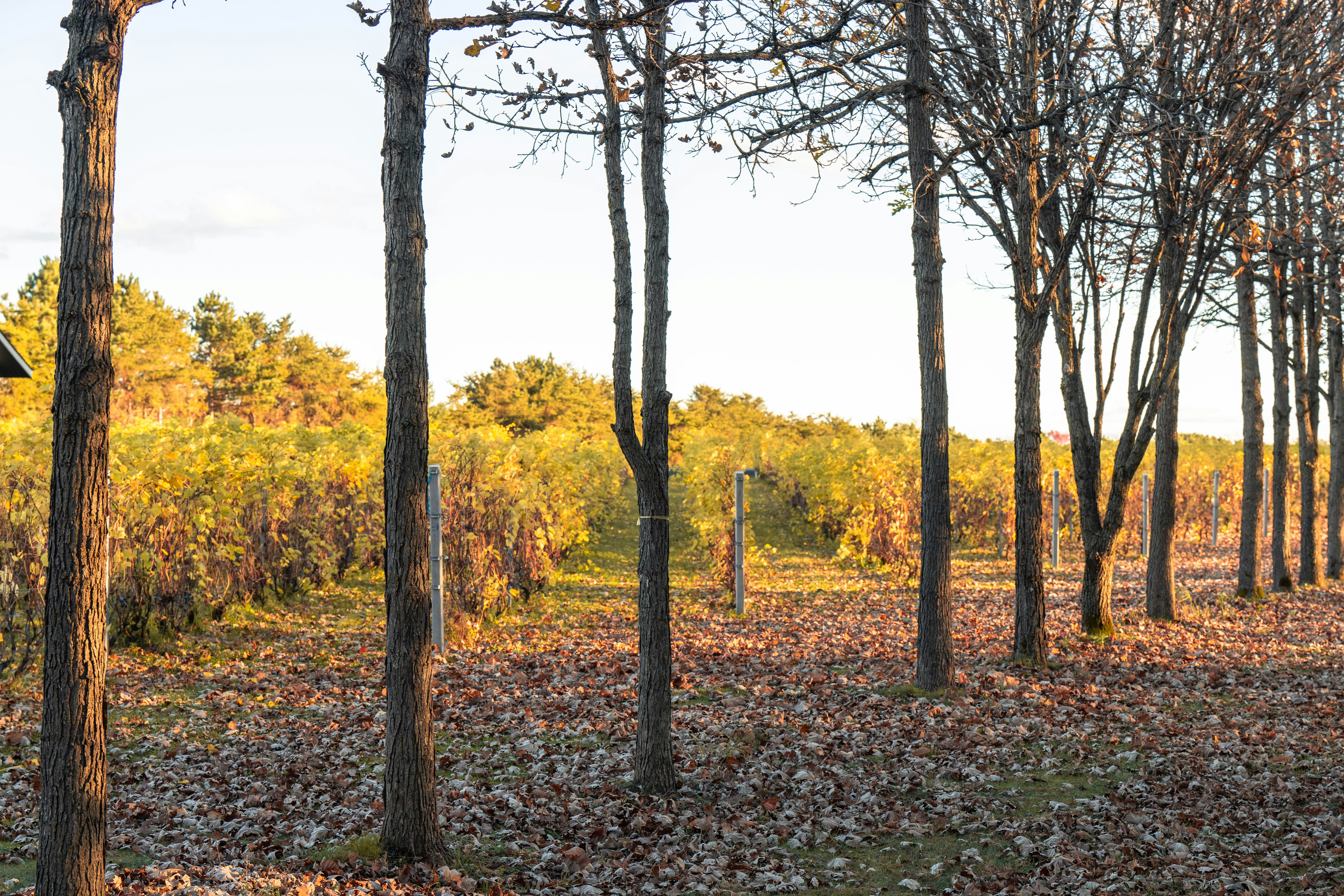 Photo by user90807060