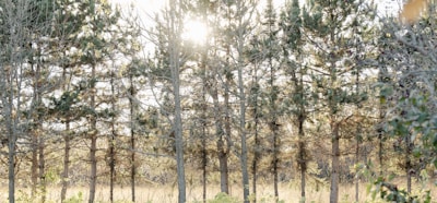 A serene view of a dense pine forest in General Carneiro, Paraná, with sunlight filtering through the trees.