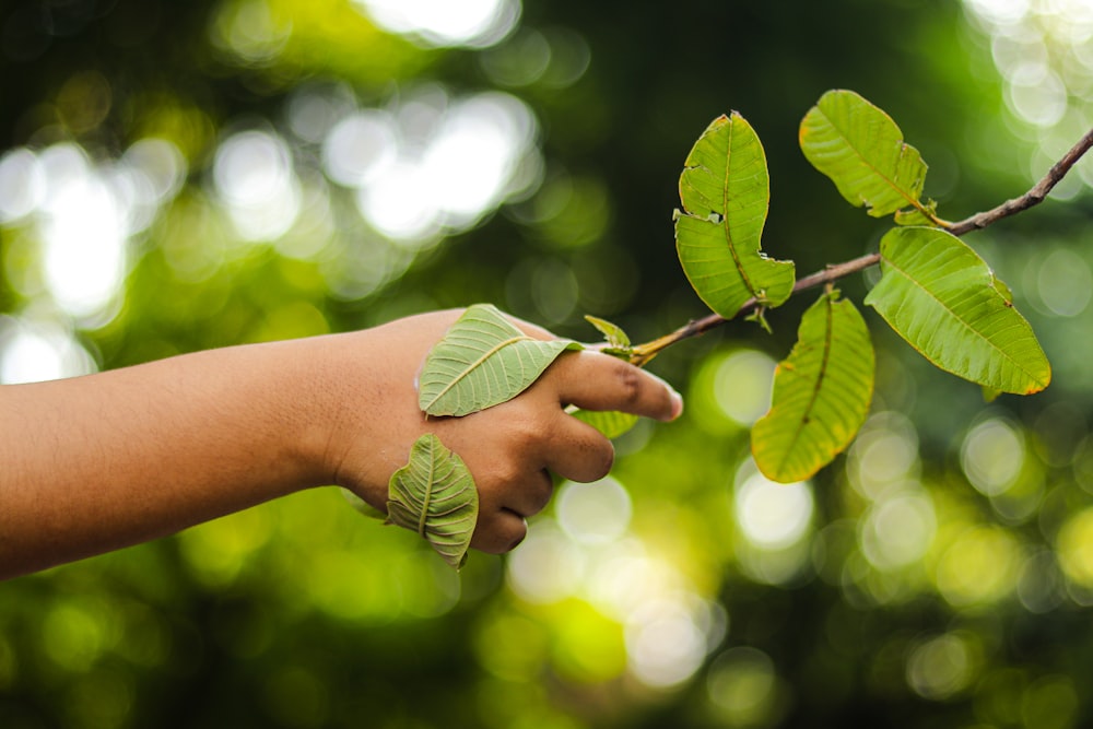 a person's hand holding a branch with leaves