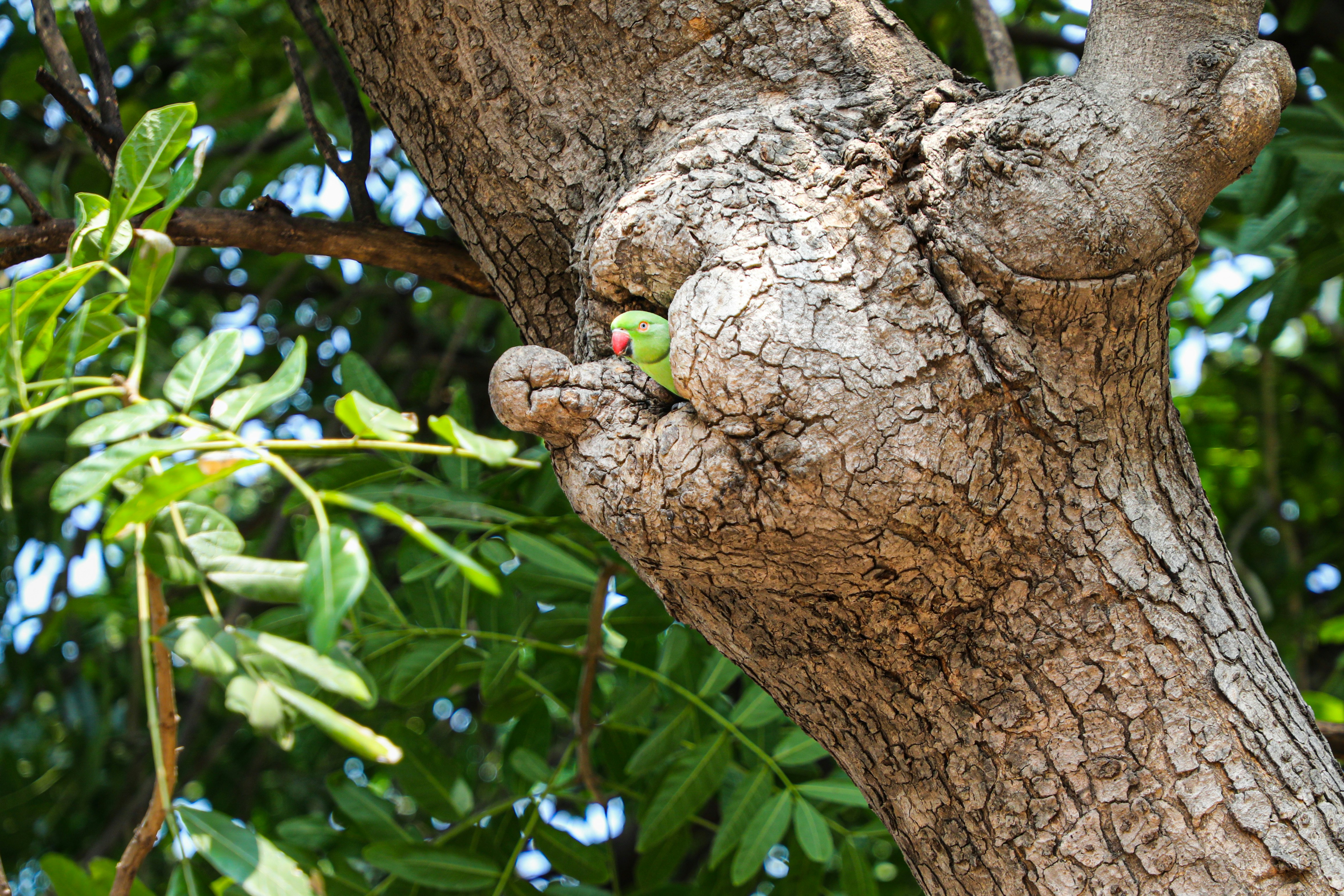 Camera for Wildlife Photography