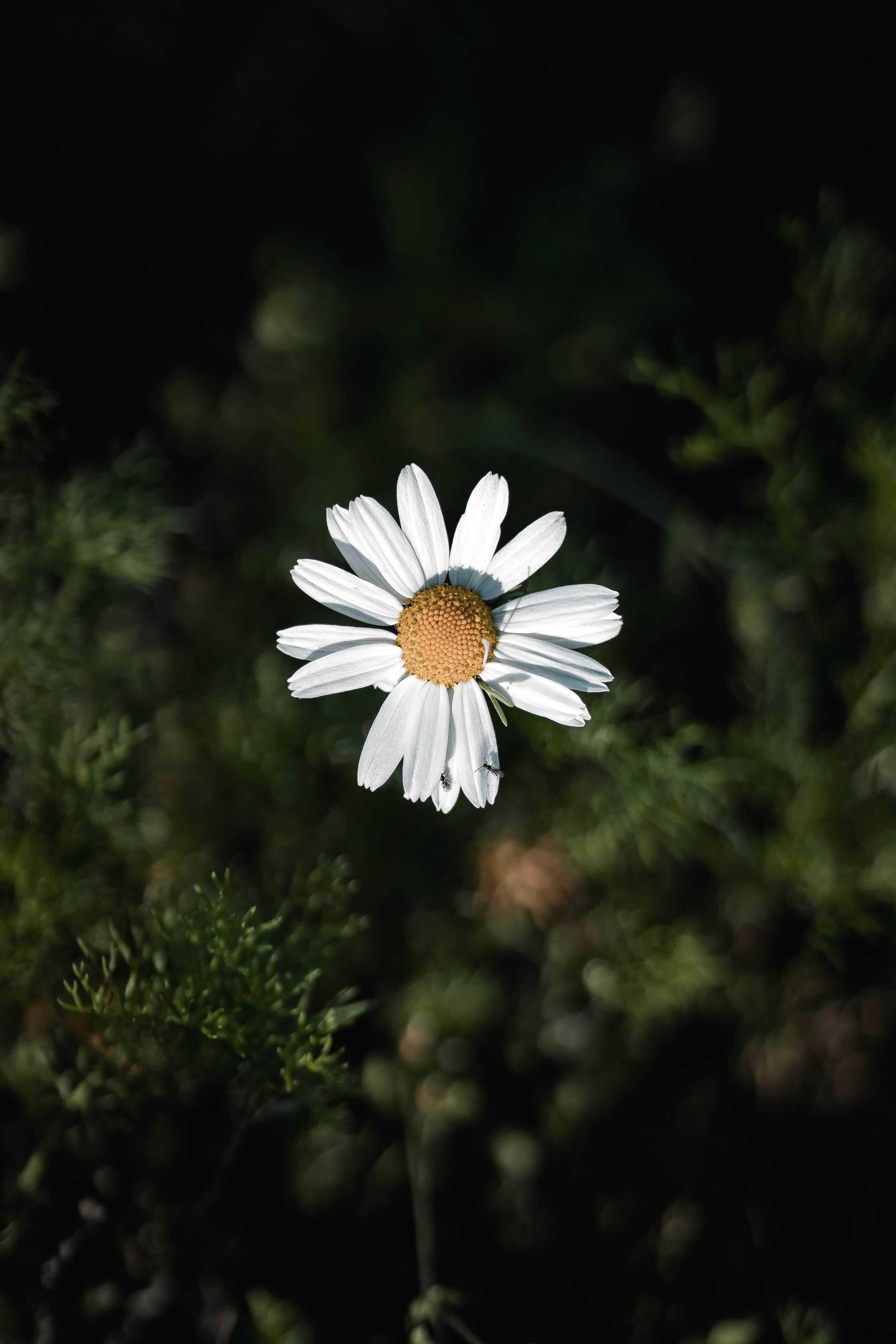 Photo by omarvellous14