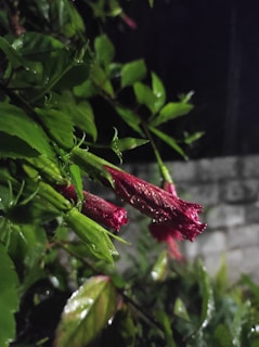 Close-up of fresh Hibiscus sabdariffa leaves covered with morning dew drops.