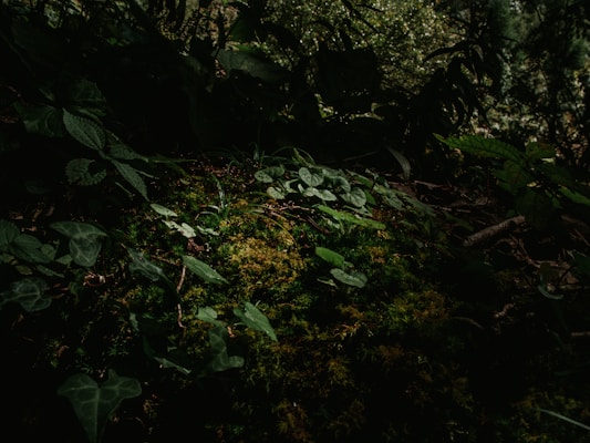 Dark, lush green foliage covers the forest floor, with various shades of green leaves and patches of moss. Sunlight filters through the canopy, creating a blend of light and shadows. The dense vegetation suggests a rich and thriving ecosystem.