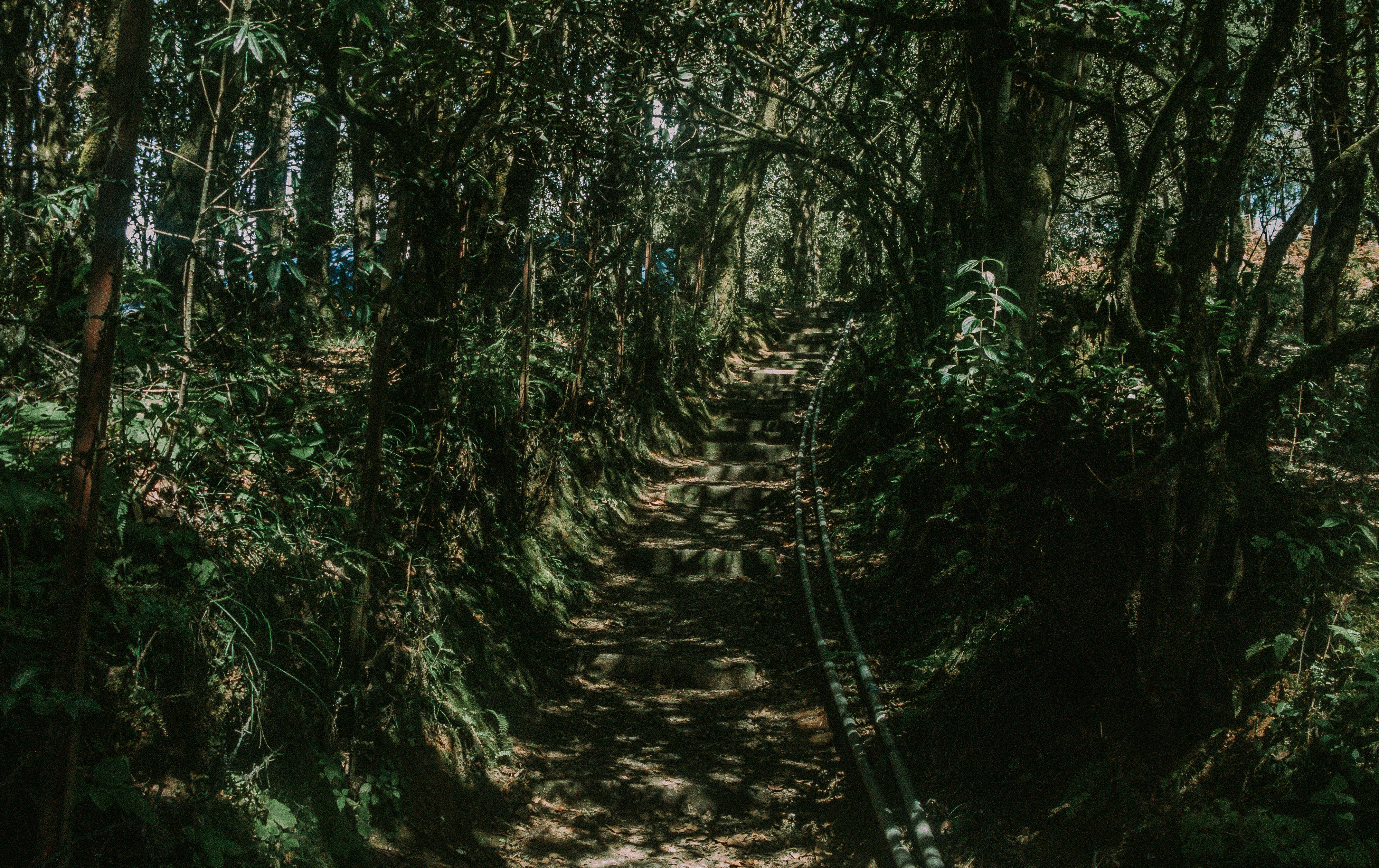 a train track in the middle of a forest