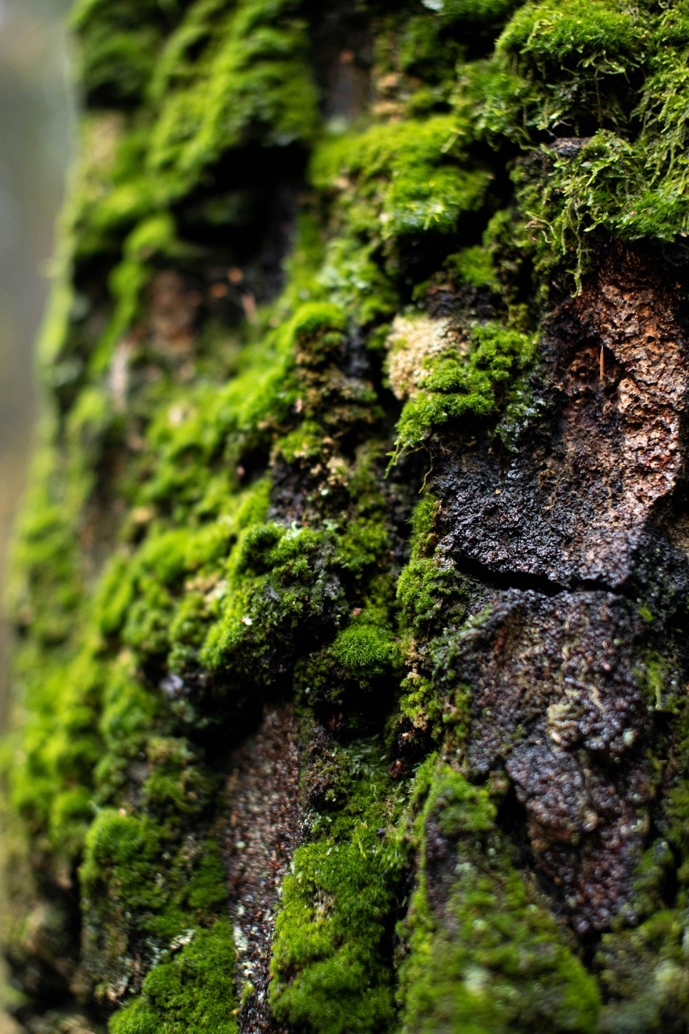 a close up of a mossy tree trunk