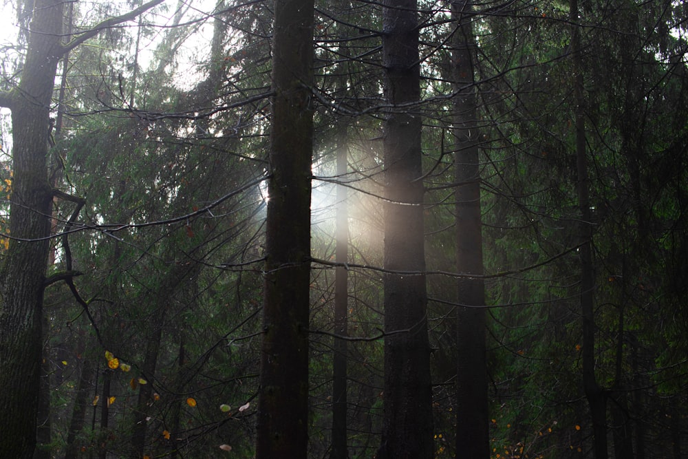 the sun is shining through the trees in the forest