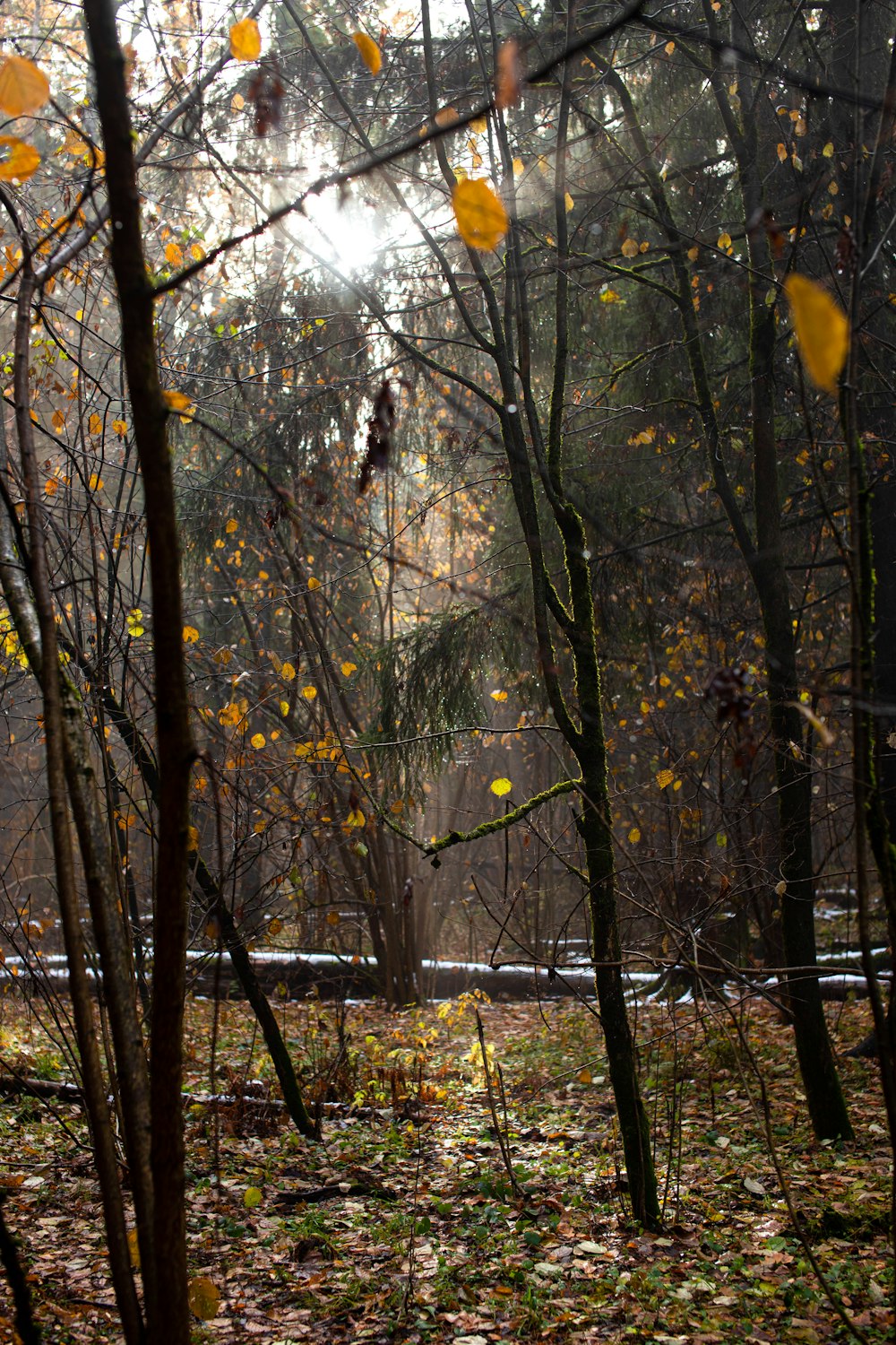 a forest filled with lots of leaf covered trees