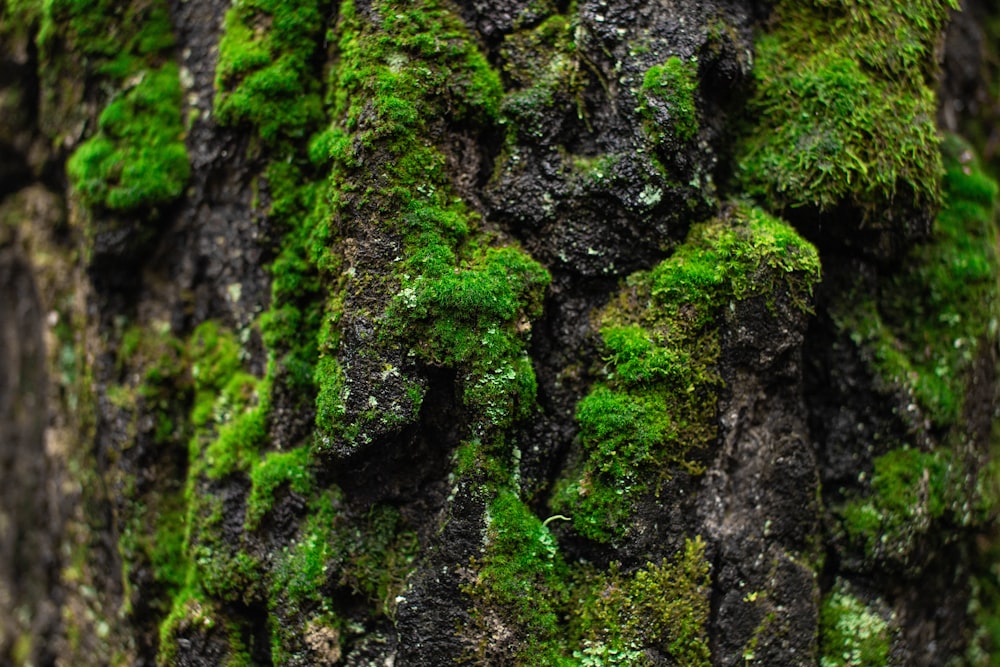 a close up of a moss covered tree trunk