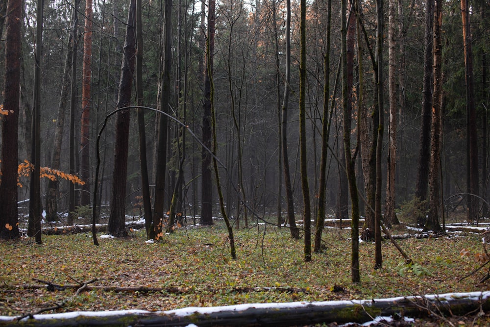 a forest filled with lots of trees covered in snow