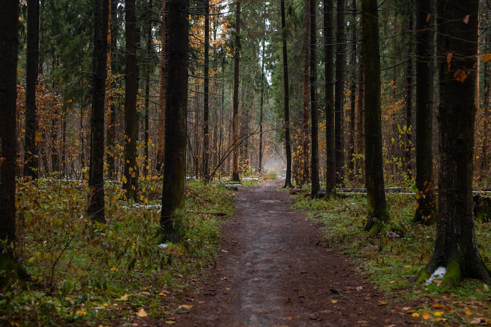 a dirt path in the middle of a forest