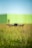 A black drone with four propellers is hovering over a field of tall green grass. In the background, there is a blurred green wall under a clear blue sky.