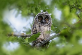 A long-eared owl with striking orange eyes perches on a tree branch, surrounded by lush green leaves. The owl's feathers are a soft mix of gray and brown, blending seamlessly with its natural environment. The scene is framed by blurred foliage, creating a sense of depth and focus on the owl.