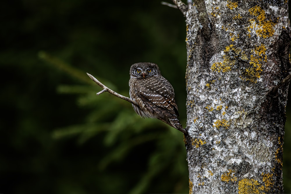 a small owl perched on a tree branch