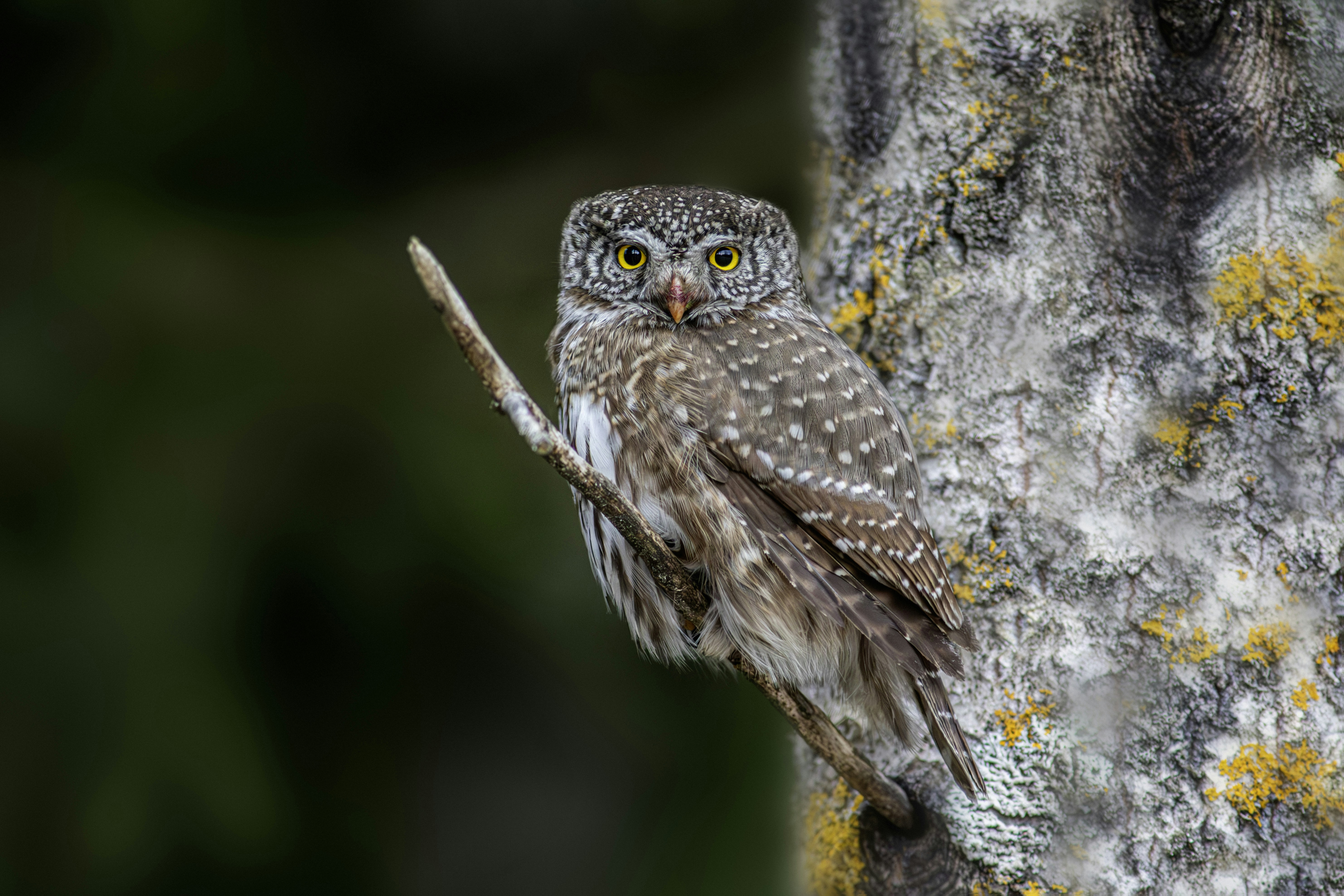 Photo by erik_karits