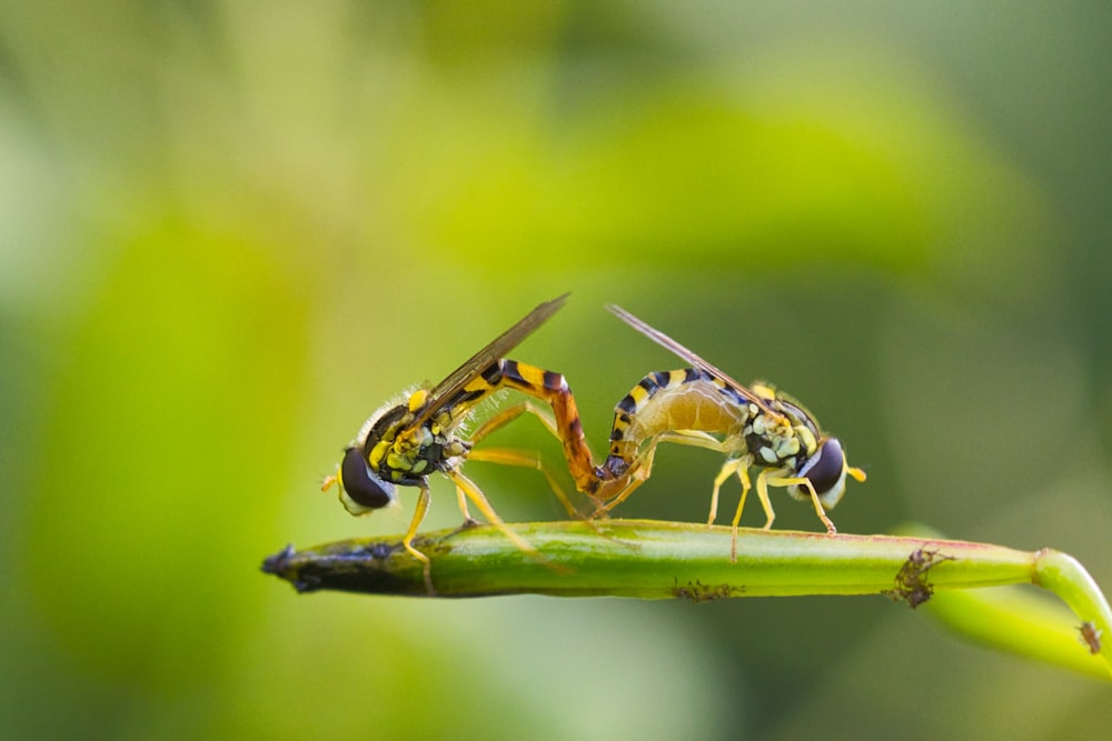 a couple of bees sitting on top of a green plant