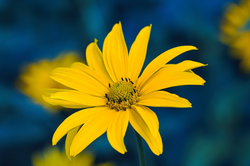 a close up of a yellow flower with a blue background