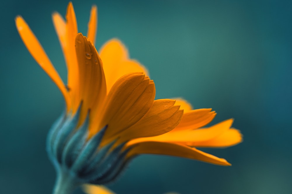 a close up of a yellow flower with a blue background