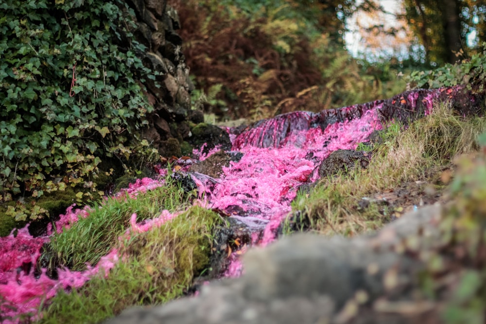 a stream of pink dye flowing down a hillside