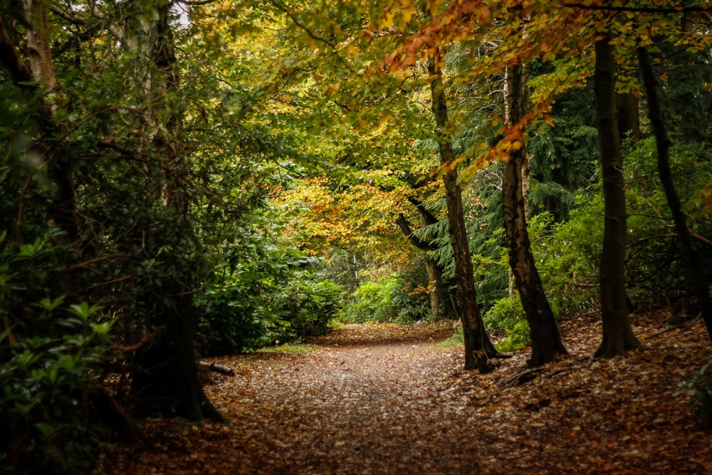 a dirt road surrounded by trees and leaves